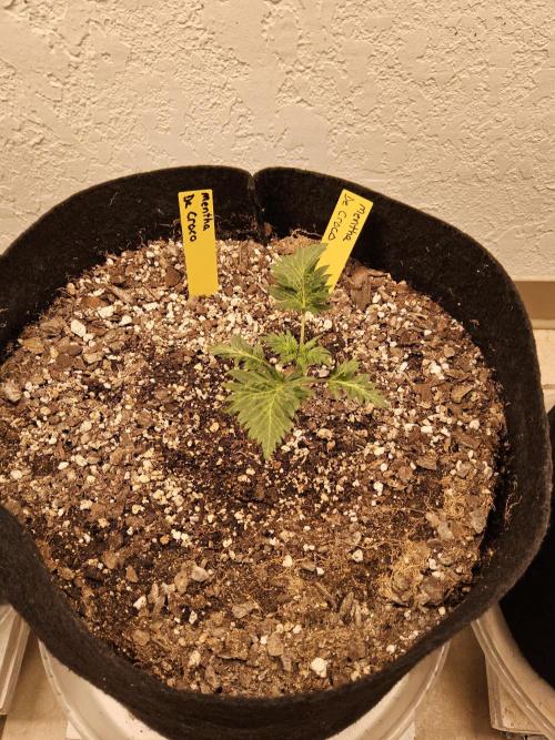 Freaky Croco. Week 2