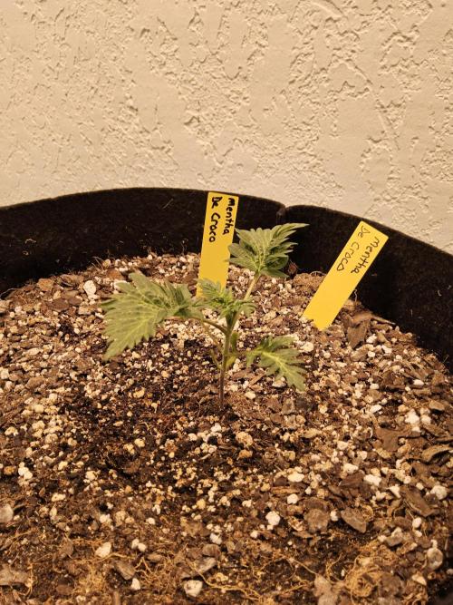 Freaky Croco. Week 2