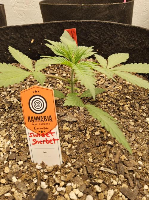 A Kannabian Sunset. Week 2