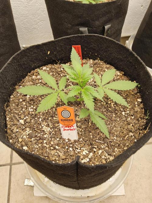 A Kannabian Sunset. Week 2