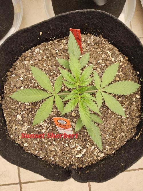 A Kannabian Sunset. Week 2