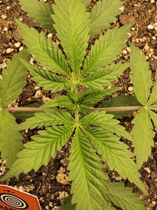 A Kannabian Sunset. Week 2