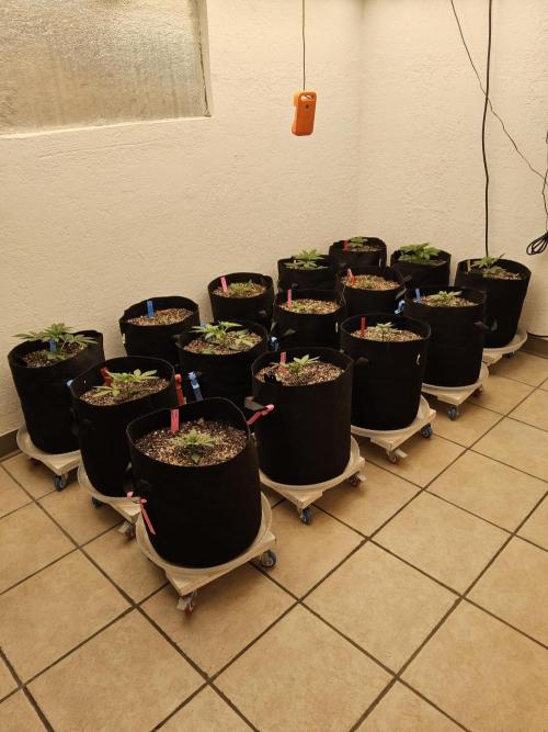 A Kannabian Sunset. Week 2