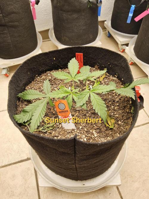 A Kannabian Sunset. Week 3