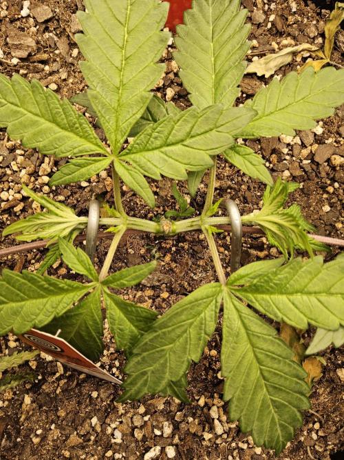 A Kannabian Sunset. Week 3