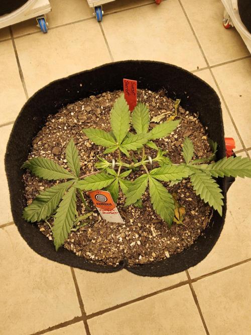 A Kannabian Sunset. Week 3