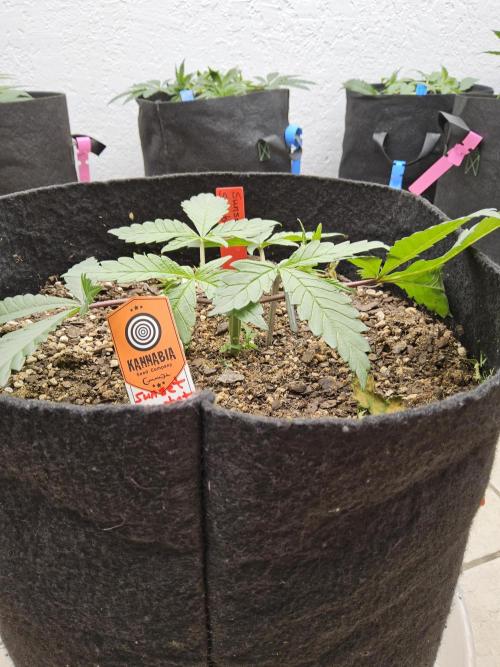 A Kannabian Sunset. Week 3