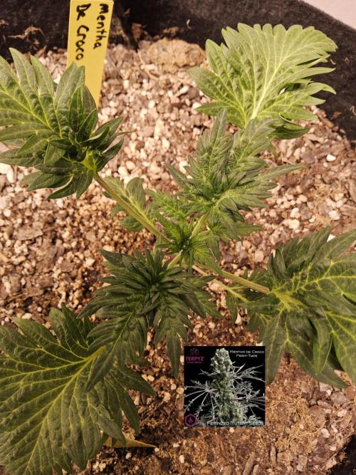 Freaky Croco. Week 3