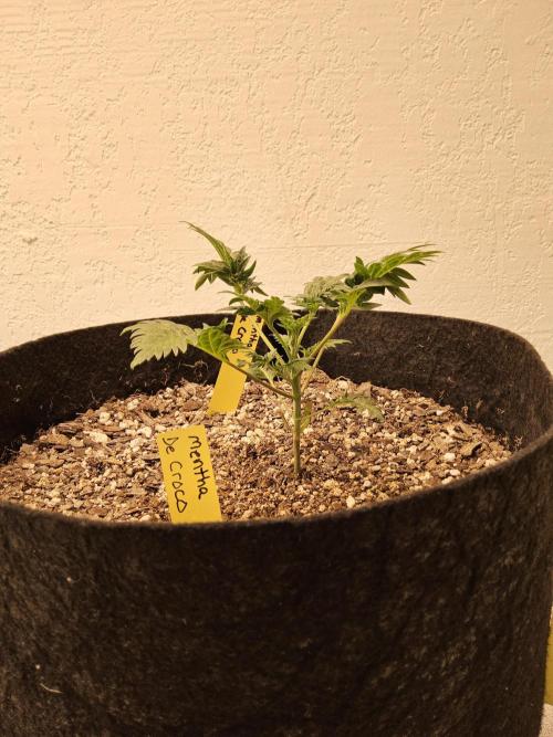 Freaky Croco. Week 3