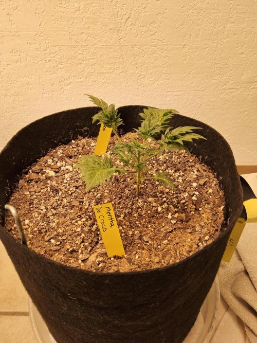 Freaky Croco. Week 3