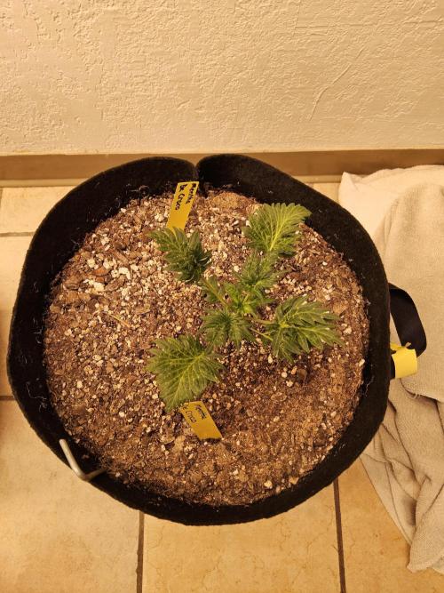 Freaky Croco. Week 3