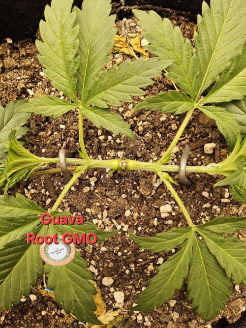 Sweet Guava Root. Week 3