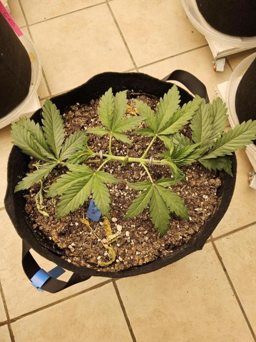 Sweet Guava Root. Week 3