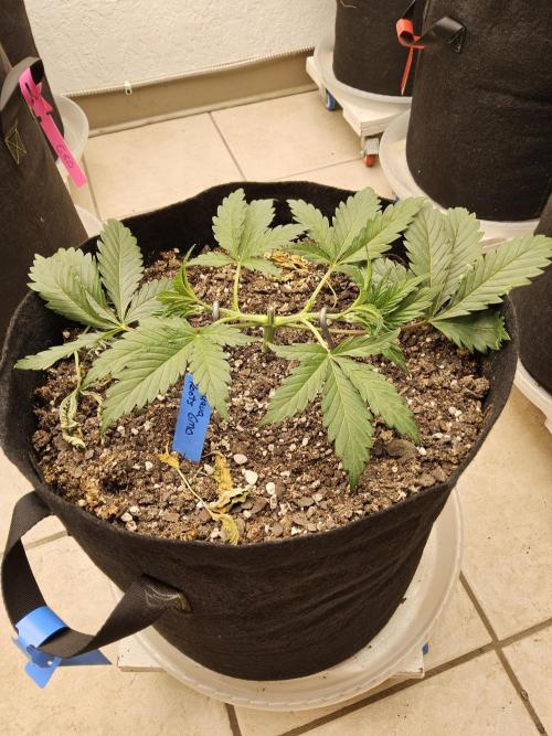 Sweet Guava Root. Week 3