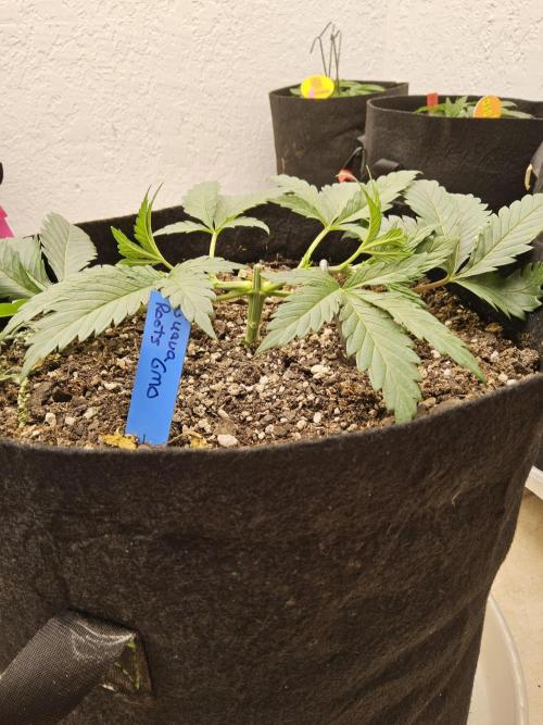 Sweet Guava Root. Week 3