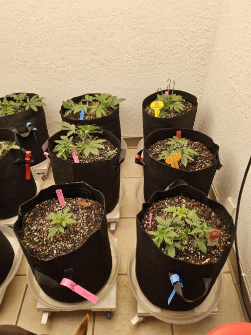 Sweet Guava Root. Week 3