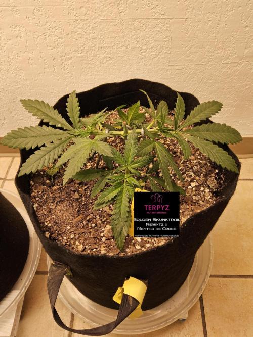 Freaky Skunk. Week 3