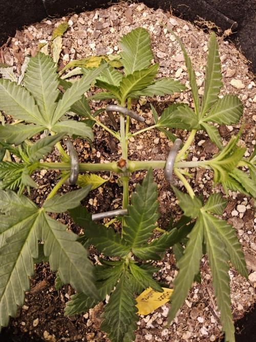 Freaky Skunk. Week 3