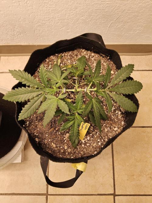 Freaky Skunk. Week 3