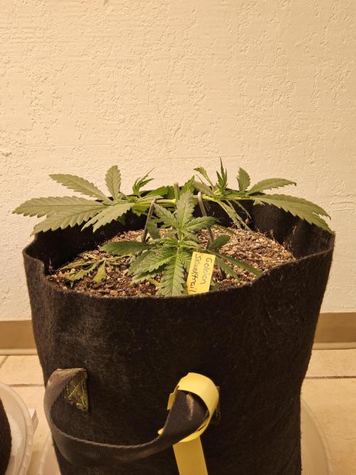 Freaky Skunk. Week 3