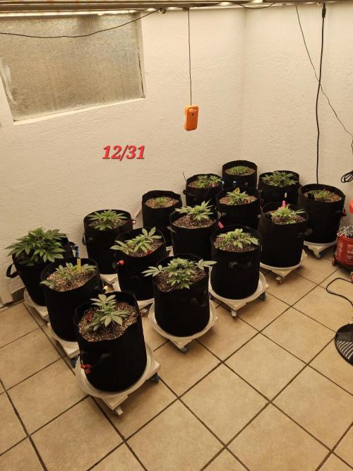 Freaky Skunk. Week 3