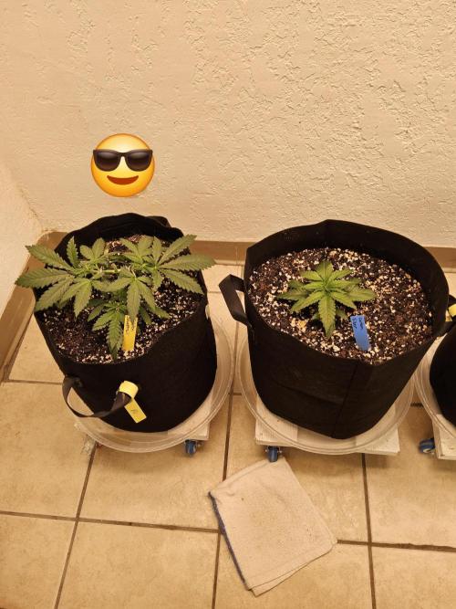 Freaky Skunk. Week 3