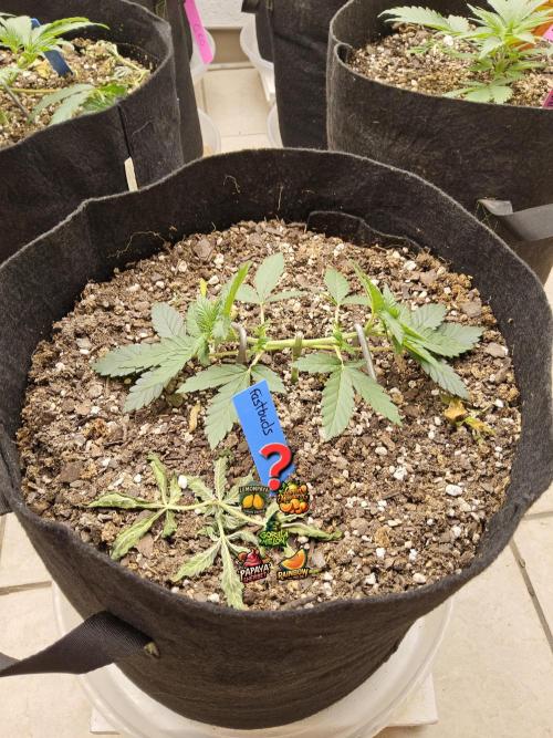 Fast Mystery. Week 3