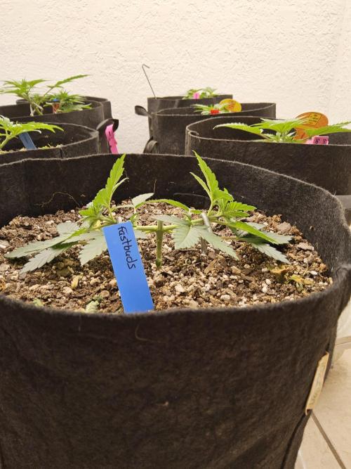 Fast Mystery. Week 3