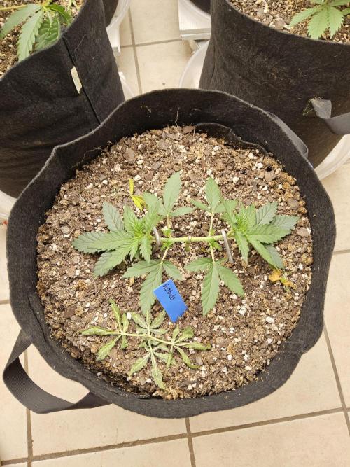 Fast Mystery. Week 3