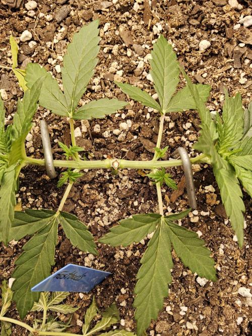 Fast Mystery. Week 3