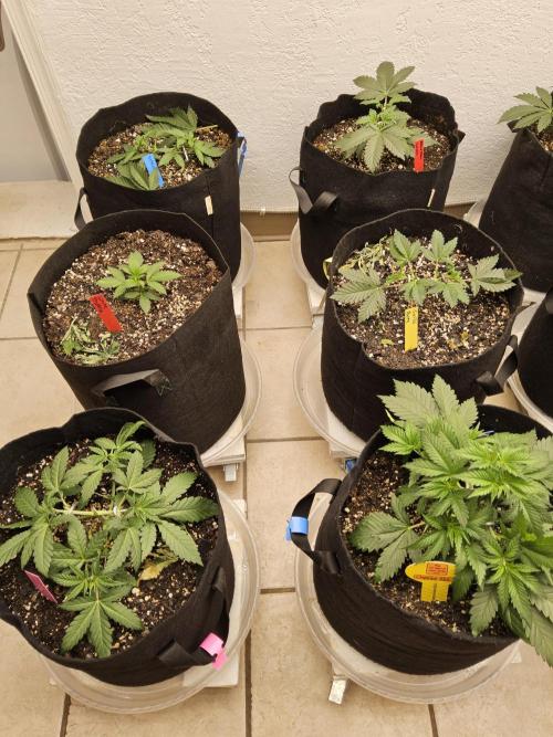 Fast Mystery. Week 3