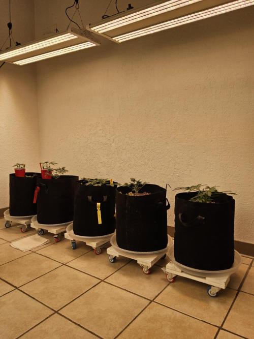 Fast Mystery. Week 3