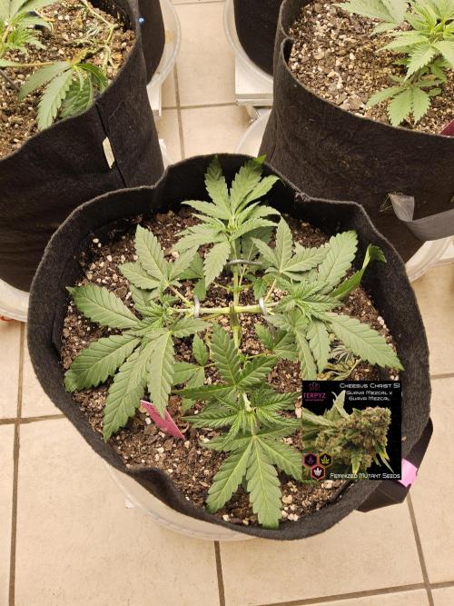 Freaky Cheese. Week 3