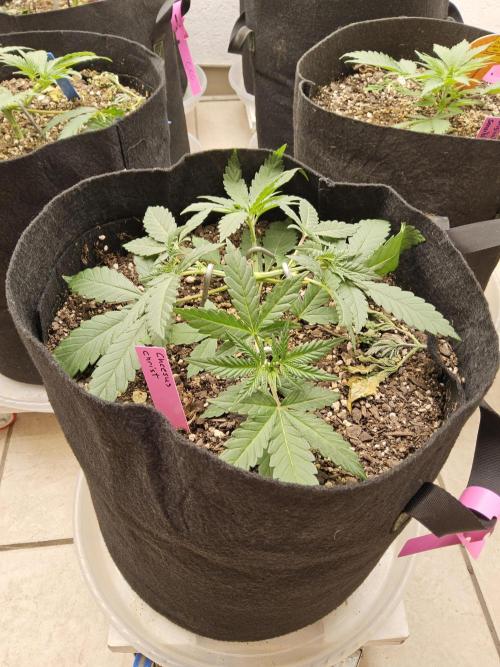 Freaky Cheese. Week 3