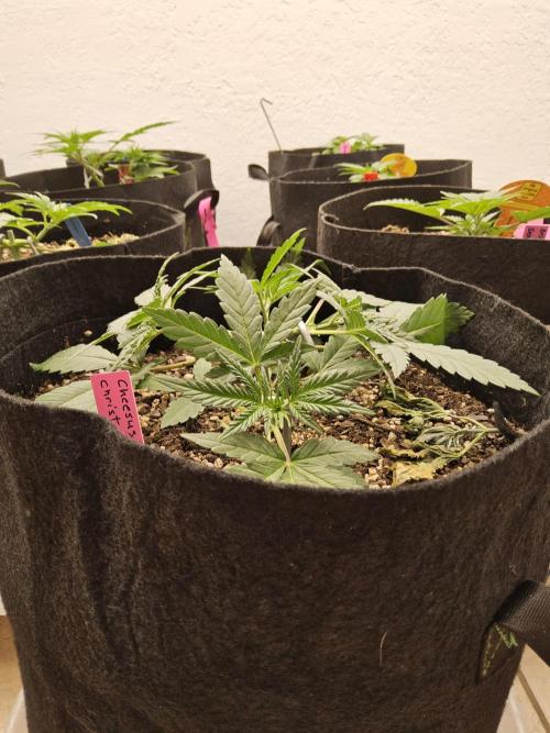 Freaky Cheese. Week 3