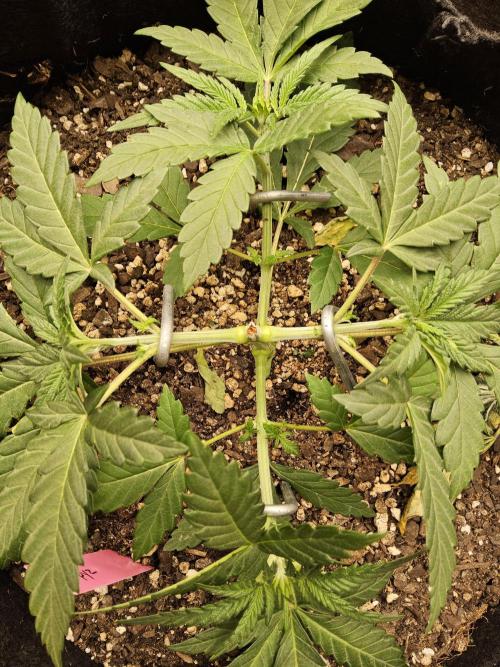 Freaky Cheese. Week 3