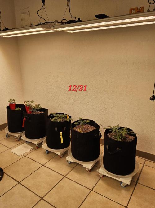 Freaky Cheese. Week 3