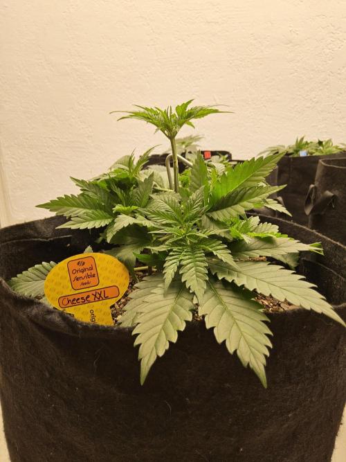 Original XXL. Week 3