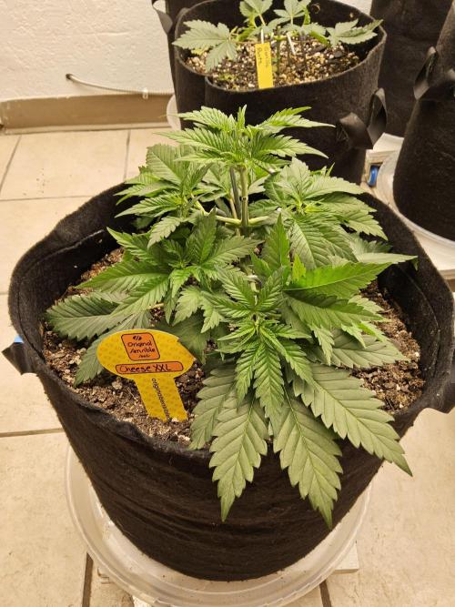 Original XXL. Week 3