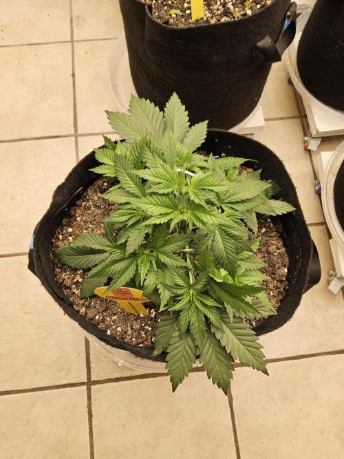 Original XXL. Week 3