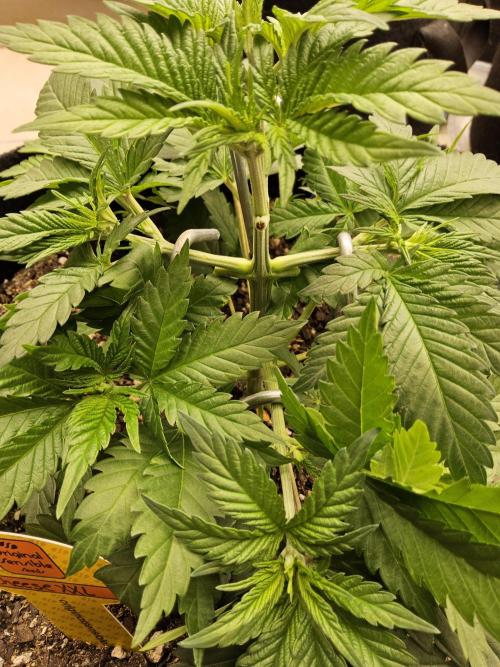 Original XXL. Week 3