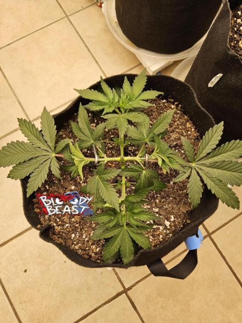 A Mafia Beast. Week 3