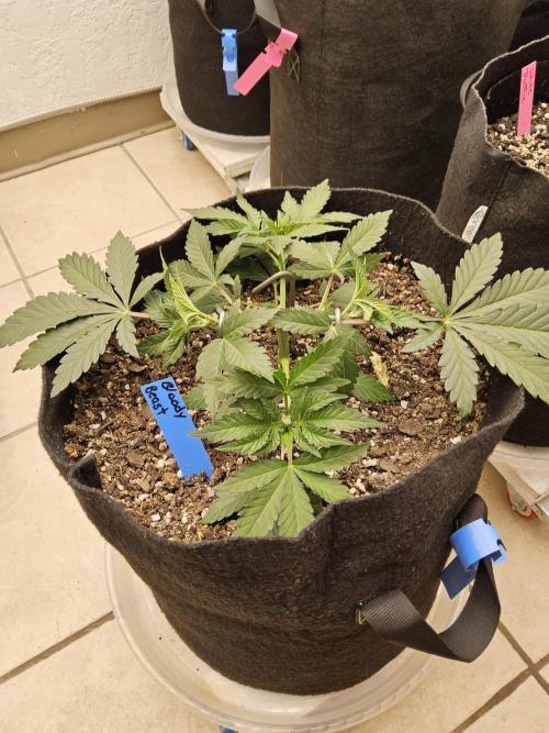 A Mafia Beast. Week 3