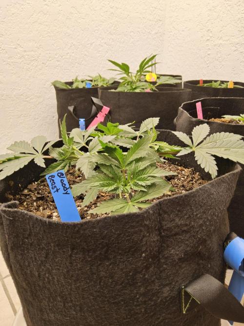 A Mafia Beast. Week 3