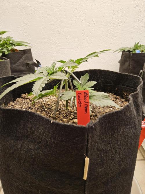 Seedsman Blood. Week 3