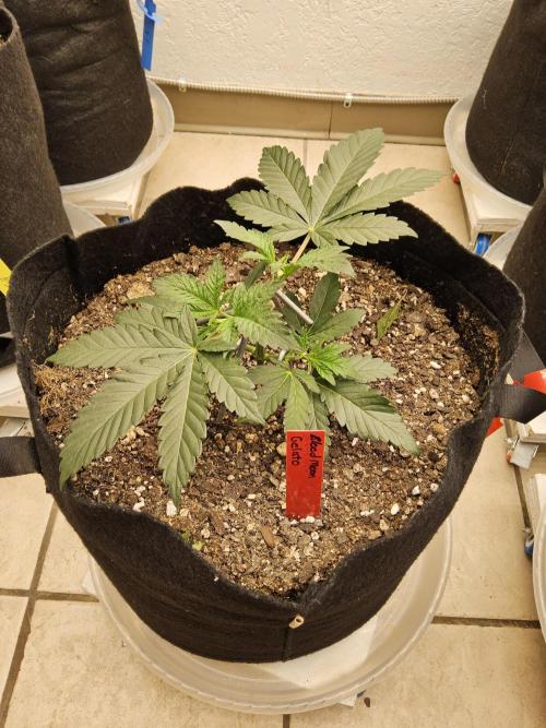 Seedsman Blood. Week 3