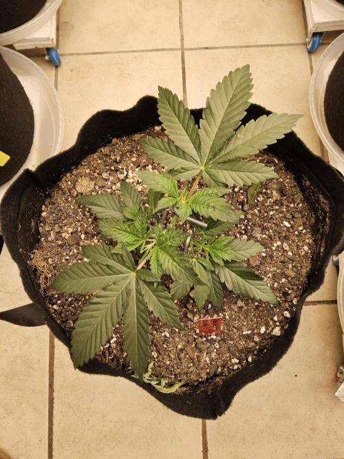 Seedsman Blood. Week 3