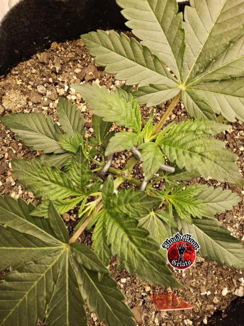 Seedsman Blood. Week 3