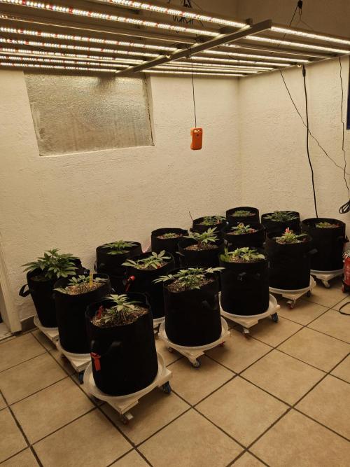 Seedsman Blood. Week 3