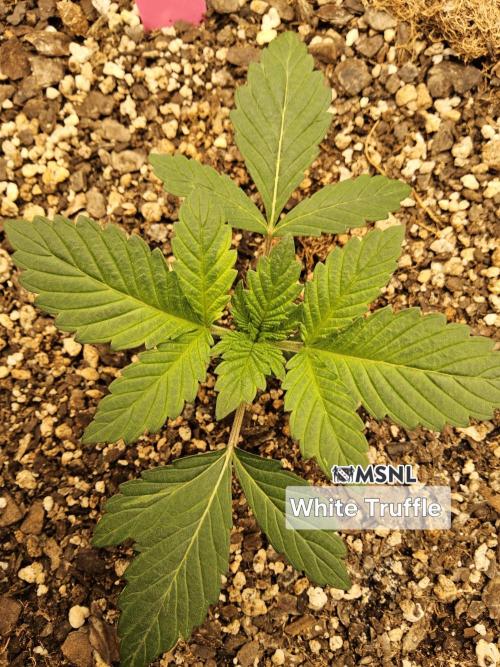 The Truffle of MSNL. Week 2